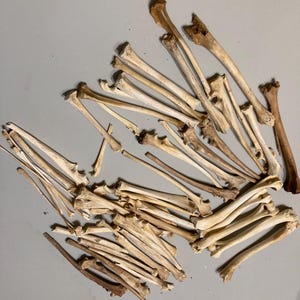 May include: A collection of numerous light brown and off-white animal bones scattered across the frame. The assortment includes various long bones, joints, and fragments of different sizes, all displaying natural textures and weathered surfaces.