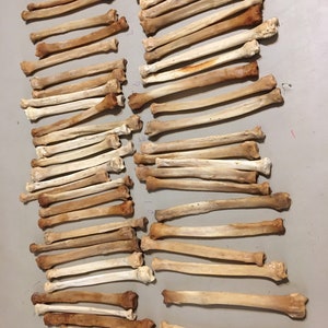 fifty coyote radius leg bones for crafts or resale #790