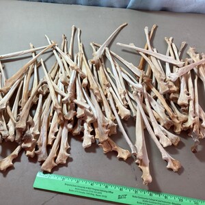 100 coyote ulna leg bones for crafts or resale #793