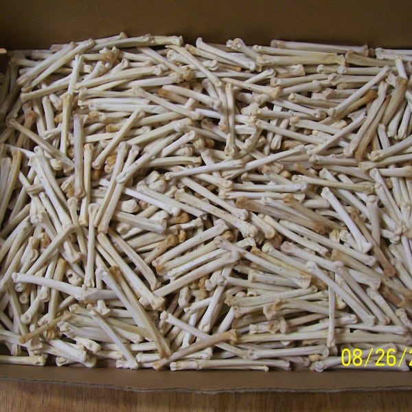 Five hundred coyote foot bones for crafts or resale 4498