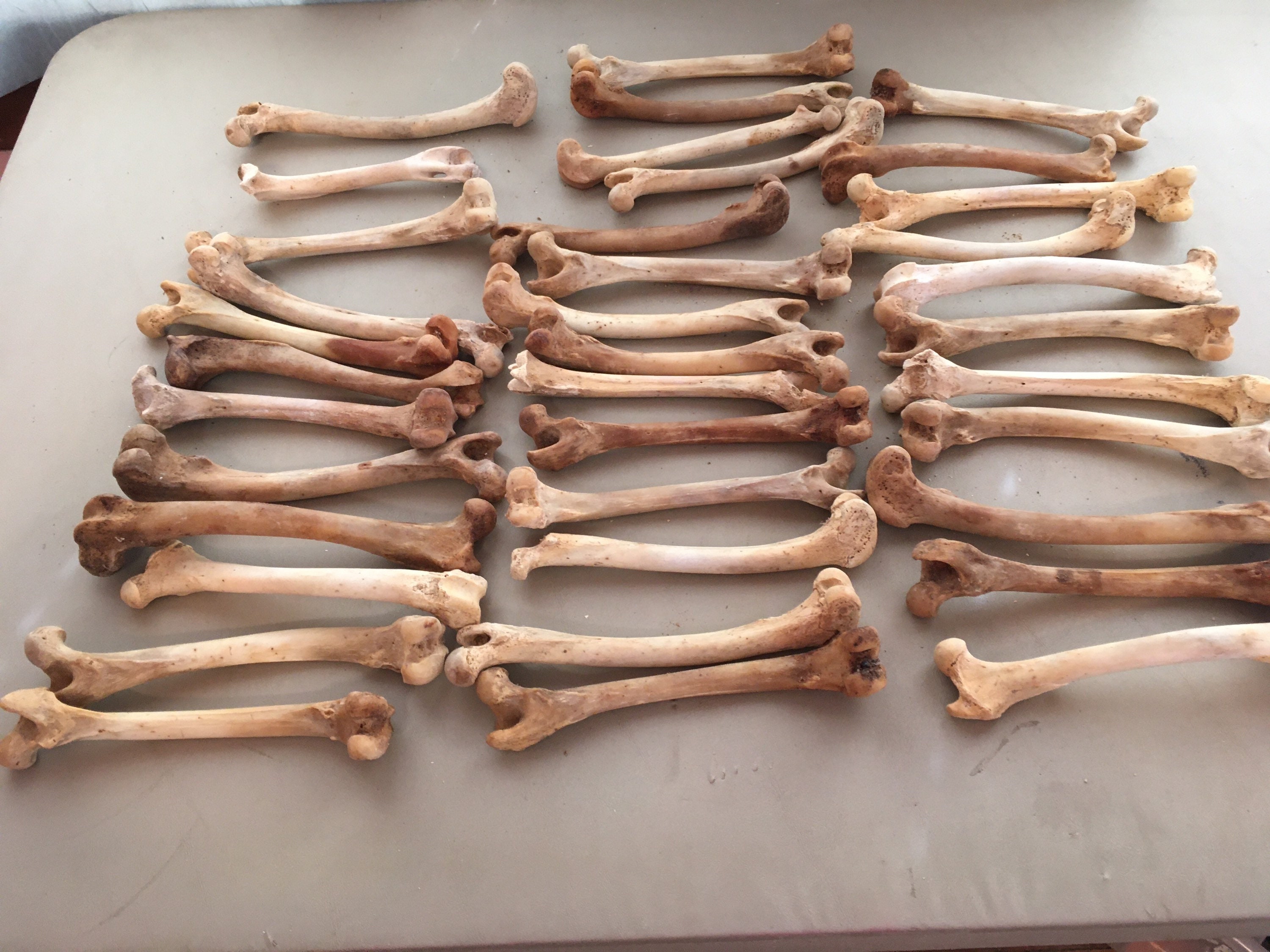 35 Coyote Femur Leg Bones for Crafts or Resale #792 - Etsy