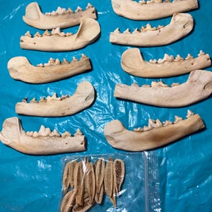 10 real coyote mandible (jaw bones) Knife handles with bolsters  #1450