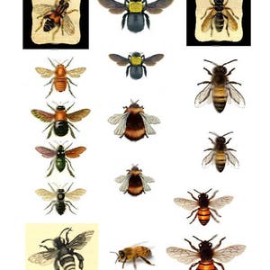 Save the Bees - Digital Collage Sheet - Instant Download