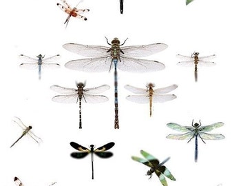 Dragonflies - Digital Collage Sheet - Instant Download