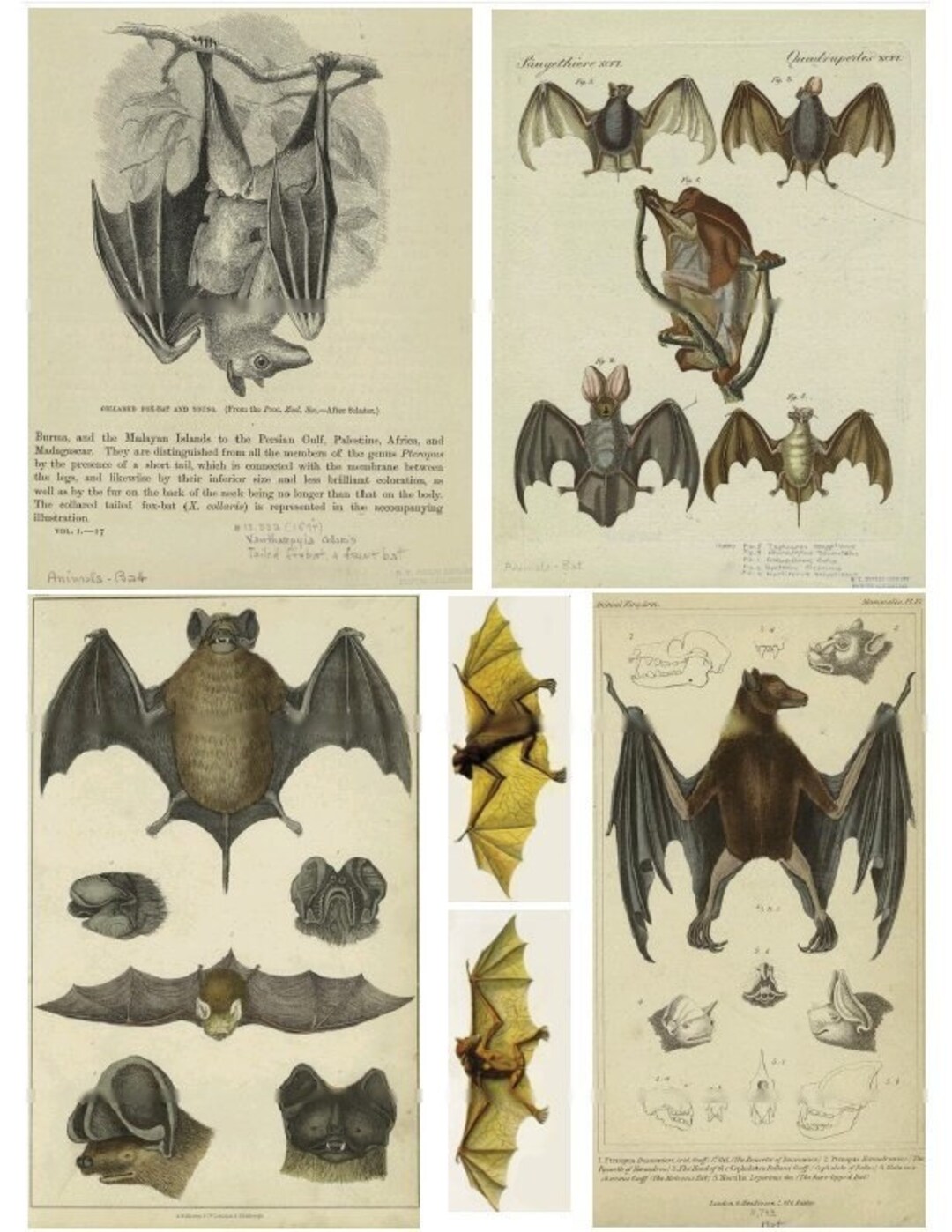 Bats Bats Bats - Digital Collage Sheet - Instant Download - Etsy