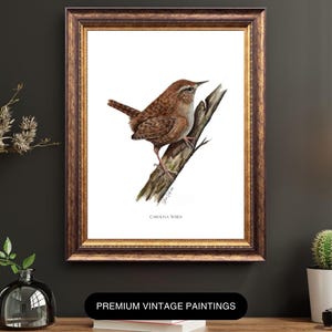 May include: A framed watercolor painting of a Carolina Wren bird perched on a branch. The bird is brown with a white stripe above its eye. The frame is a dark, ornate gold color. The text "CAROLINA WREN" is below the bird. The text "PREMIUM VINTAGE PAINTINGS" is at the bottom.