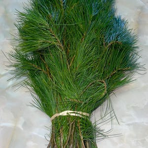 Fresh White Pine Boughs (2 lb+) 6-24” Evergreen Floral Decor