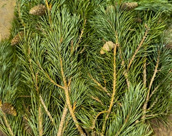 Fresh Scotch Pine Boughs (2 lb+) 6”–24” Evergreen Floral Decor
