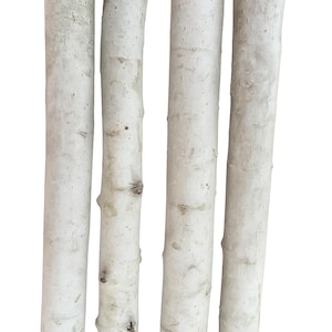 May include: Four white birch logs with textured bark, displayed vertically against a white background. The logs have a natural, rustic appearance, with visible knots and variations in color.