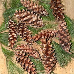 Natural White Pine Cones, Rustic Woodland Decor, Craft Supplies