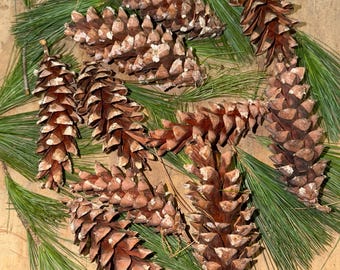 Natural White Pine Cones, Rustic Woodland Decor, Craft Supplies