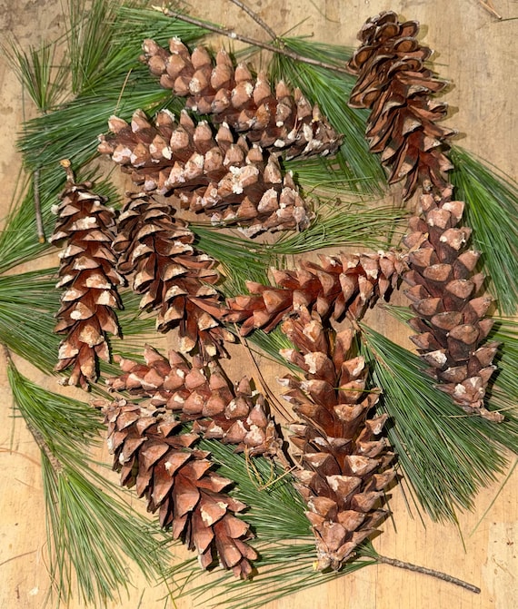 Natural White Pine Cones, Rustic Woodland Decor, Craft Supplies