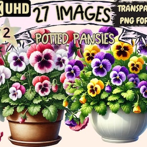 Potted Pansies (P2) Clipart - 27 PNG Floral Illustrations, Botanical Flower Art, Instant Digital Download, Unlimited Commercial Use Crafts
