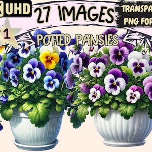 Potted Pansies Clipart - 27 PNG Floral Illustrations, Botanical Flower Art, Instant Digital Download, Unlimited Commercial Use for Crafts
