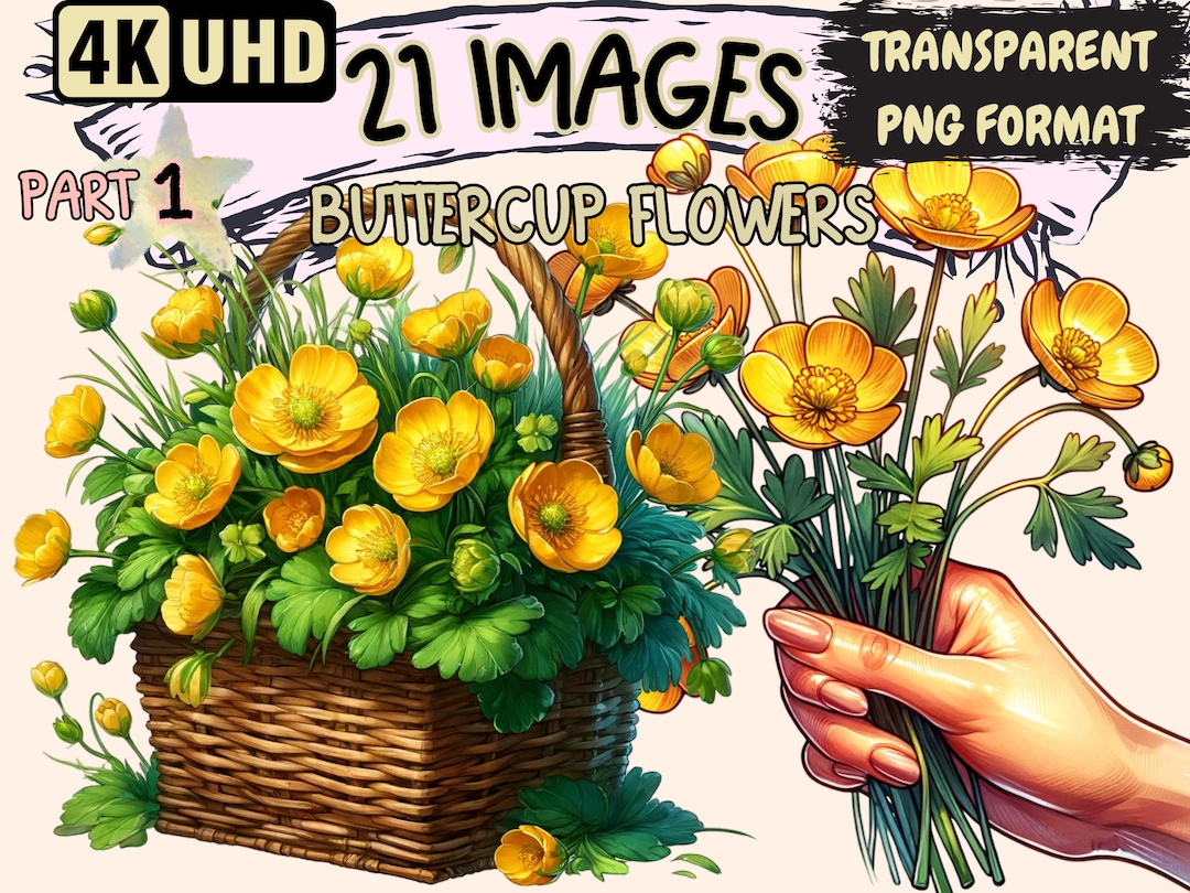 Buttercup Flowers Clipart - 21 PNG Yellow Flowers Graphics, Beautiful ...