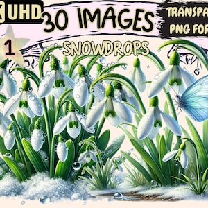 Snowdrops Clipart - 30 PNG Delicate Flower Illustrations, Winter Botanical Art, Instant Digital Download, Unlimited Commercial Use Crafts