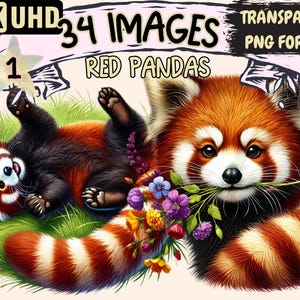 Red Pandas Clipart - 34 PNG Adorable Red Panda Illustrations, Wildlife Art, Instant Digital Download, Unlimited Commercial Use for Crafts