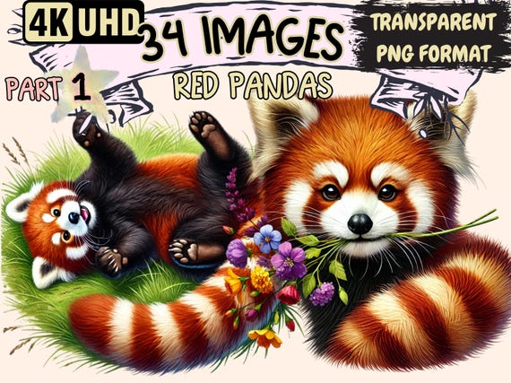 Red Panda Clipart – 34 PNG Wildlife Illustrations (Digital Download)
