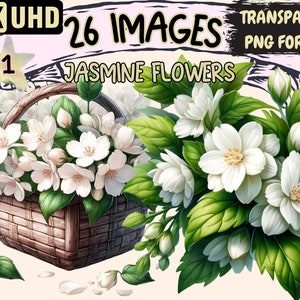 Jasmine Flowers Clipart - 26 PNG Beautiful Flowers Graphics, White Floral Printables, Instant Digital Download, Unlimited Commercial Use