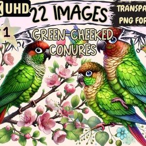 Green-Cheeked Conure Clipart – 22 PNG Parrot Graphics (Digital Download)