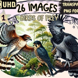 Birds of Prey Clipart - 26 PNG Majestic Raptor Illustrations, Wildlife Art, Instant Digital Download, Unlimited Commercial Use for Crafts