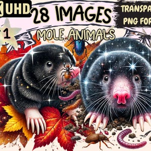 Mole Animals Clipart - 28 PNG Mole Illustrations, Underground Creature Art, Instant Digital Download, Unlimited Commercial Use for Crafts