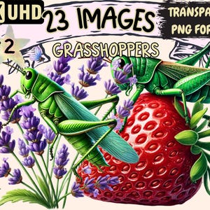 Grasshoppers (P2) Clipart - 23 PNG Insect Graphics, Cute Grasshopper Printables, Instant Digital Download, Unlimited Commercial Use Crafts
