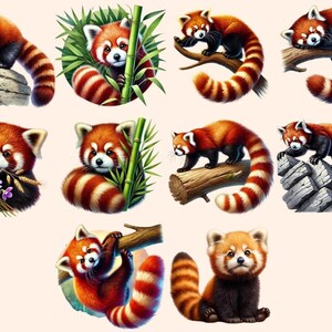 Red Pandas Clipart adorable panda art - Wonders Artist