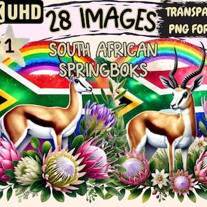 South African Springboks Clipart – 28 PNG Rugby Illustrations (Digital Download)