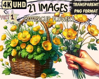 Buttercup Flowers Clipart – 21 Yellow PNG Graphics (Commercial Use)