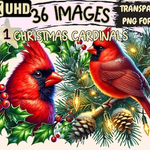 Christmas Cardinals Clipart - 36 PNG Festive Bird Illustrations, Holiday-Themed Art, Instant Digital Download, Unlimited Commercial Use