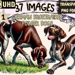German Shorthaired Pointer Dogs Clipart - 37 PNG Elegant Dog Illustrations, Canine Art, Instant Digital Download, Unlimited Commercial Use