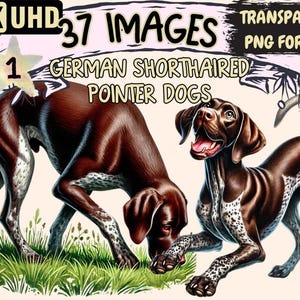 German Shorthaired Pointer Clipart – 37 Elegant Dog PNG Illustrations (Digital Download)