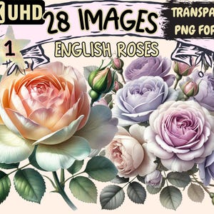 English Roses Clipart - 28 PNG Vintage Floral Graphics, Flower Illustrations, Botanical Printables, Instant Digital Download, Commercial Use
