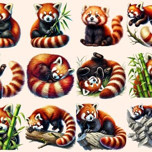 Red Pandas Clipart adorable panda art - Wonders Artist