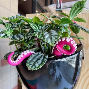 Plant Monster! Plant Accessories Plant Gifts Tentacles Plant Stakes for Your Indoor Plant Pot Terrarium Figurines