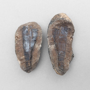 May include: Two fossilised specimens featuring elongated, conical shapes embedded within rough, tan-coloured rock matrices. The fossils display dark, ribbed, and textured surfaces with distinct horizontal lines running along their length.
