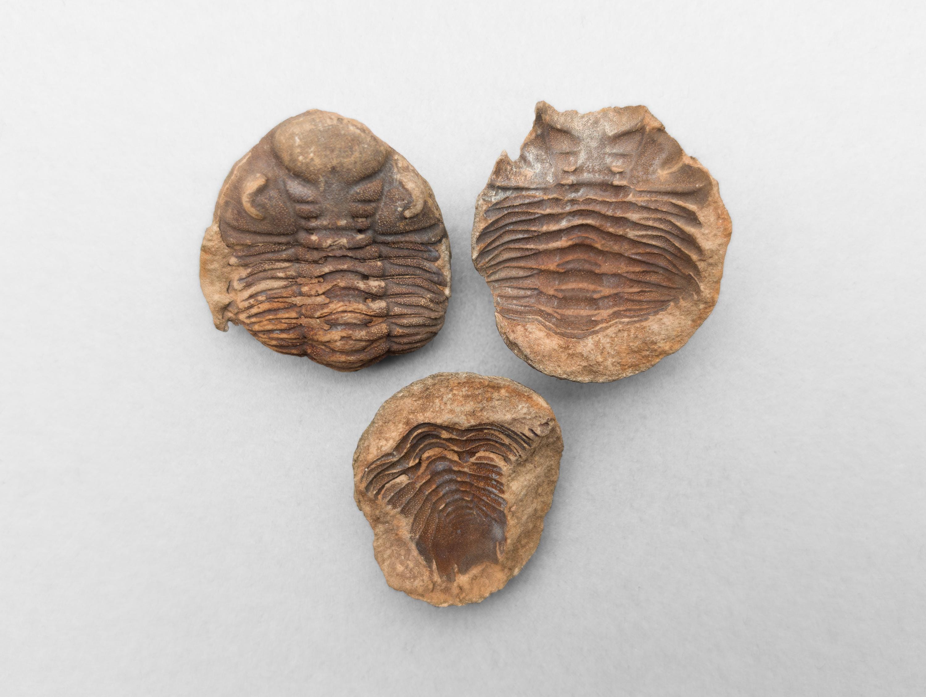 Trilobite fossil - Etsy 日本