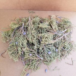 1lb of Juniper Needles (leaves) Free u.s. shipping