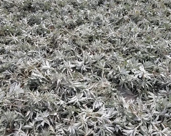 1 LB Loose California White Sage SmudgeClusters