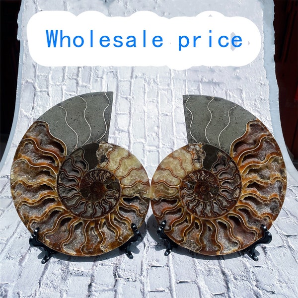 Wholesale price Ammonite Fossil Conch,Crystal Fossil A pair Madagascar+ free stand ,Paleontological fossil