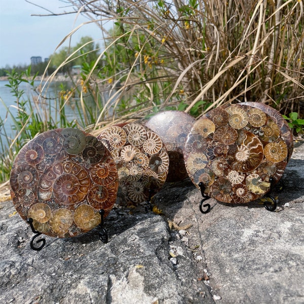 Natural Rare Ammonite Disc Fossil Conch Specimen+Free Stand，Spiral shell Fossil，Fossil specimens Paleontological fossil