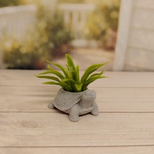 May include: A small, gray concrete turtle planter holding a vibrant green plant. The turtle has a detailed shell and head, with the plant's leaves spilling over the edges. The planter is on a light-colored wooden surface.
