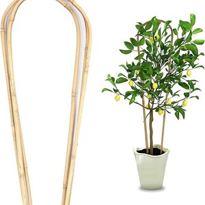May include: A bamboo plant support arch and a potted lemon tree. The arch is made of light brown bamboo and is curved at the top. The lemon tree has green leaves and yellow lemons. The tree is in a white square pot.