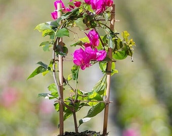 Bamboo Ladder Plant Trellis, Potted Climbing Plants (3 PC)