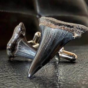 May include: A pair of cufflinks made from fossilized shark teeth. The teeth are dark gray and have a natural, rough texture. The cufflinks are attached to silver-toned metal.