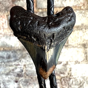 Authentic Megalodon Shark Tooth Bolo Tie. Fossil western tie, unique bolo tie, cowboy, fossil collector, diver gift, South Carolina wedding