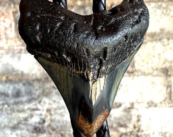 Authentic Megalodon Shark Tooth Bolo Tie. Fossil western tie, unique bolo tie, cowboy, fossil collector, diver gift, South Carolina wedding
