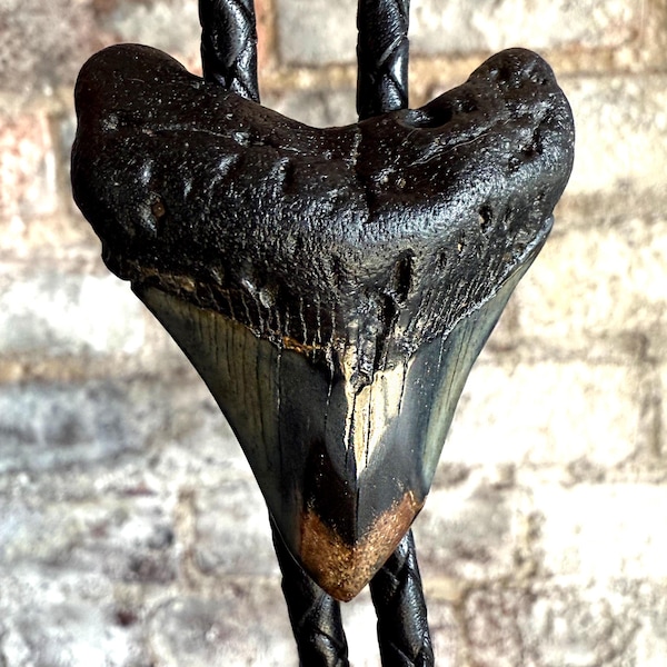 Authentic Megalodon Shark Tooth Bolo Tie. Fossil western tie, unique bolo tie, cowboy, fossil collector, diver gift, South Carolina wedding