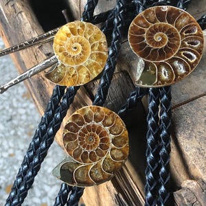May include: Three bolo ties featuring polished, spiral-shaped ammonite fossils in shades of amber and brown. Each fossil is mounted on a black braided leather cord, with one tie showing silver-toned metal tips with an etched, textured pattern.